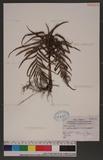 Tapeinidium pinnatum (Cav.) C. Chr.var. pinnatum F俹