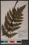 Dryopteris tenuipes (Rosenst.) Serizawa 