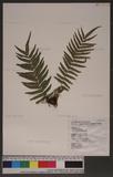 Pteris vittata L. \