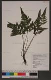 Lindsaea orbiculata (Lam.) Mett. deltoidea Wu T