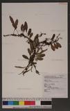 Lemmaphyllum microphyllum Presl ۿ