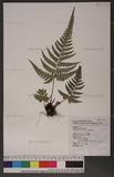 Dryopteris varia (L.) Ktze. n