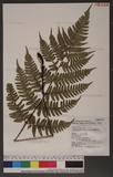 Dryopteris tenuipes (Rosenst.) Serizawa 