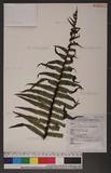 Dryopteris stenolepis (Bak.) C.Chr. 