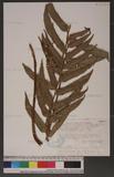 Cyrtomium hookerianum (Presl) C. Chr. 狹葉貫眾蕨