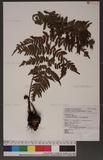 Dryopteris labordei (Christ) C. Chr. 