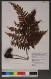 Dryopteris labordei (Christ) C. Chr. 