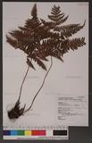 Dryopteris formosana (Christ) C. Chr. OW