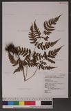 Dryopteris polita Rosenst. OF