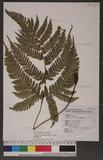 Dryopteris varia (L.) Ktze. n