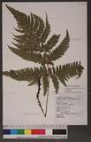 Dryopteris varia (L.) Ktze. n