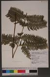 Pteris linearis Poir. T߻