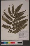 Pteris linearis Poir. T߻