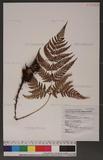 Dryopteris formosana (Christ) C. Chr. OW