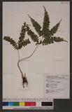 Lindsaea cultrata (Willd.) Sw. ߳