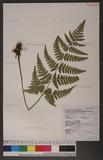 Dryopteris sparsa (Don) Ktze. 