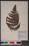 Dryopteris championii (Benth.) C. Chr. ex Ching 