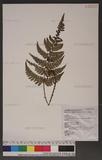 Dryopteris championii (Benth.) C. Chr. ex Ching 