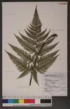 Dryopteris sordidipes Tagawa 