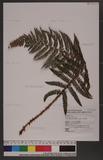 Polystichum parvipinnulum Tagawa yտ