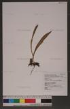 Loxogramme salicifolia (Makino) Makino hC