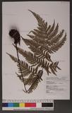 Dryopteris formosana (Christ) C. Chr. OW