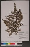 Dryopteris formosana (Christ) C. Chr. OW