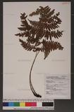 Dryopteris labordei (Christ) C. Chr. 