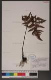 Dryopteris sordidipes Tagawa 