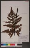 Dryopteris sordidipes Tagawa 