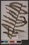 Diplopterygium chinensis (Rosenst.) DeVol 裏