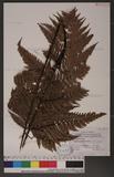 Dryopteris sordidipes Tagawa 