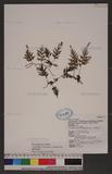 Meringium blandum (Racin.) Copel. zp