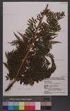 Athyrium filix-femina (L.) Roth ex Mertens