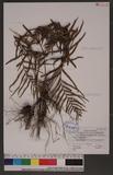 Tapeinidium pinnatum (Cav.) C. Chr. var. pinnatum