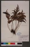 Sphenomeris biflora (Kaulf.) Tagawa Q