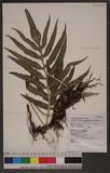 Colysis pothifolia (Don.) Presl ju