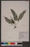 Egenolfia appendiculata (Willd.) J. Sm. 뿹