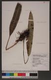 Elaphoglossum lepidopodum C. Chr. ex Ogata OW޿