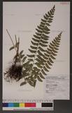 Polystichum acutidens Christ OFտ