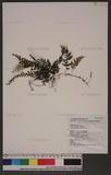 Hymenophyllum (Meringium) sp.