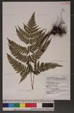 Dryopteris labordei (Christ) C. Chr. 