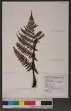 Dryopteris formosana (Christ) C. Chr. OW