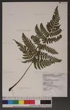 Dryopteris labordei (Christ) C. Chr. 