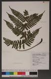 Dryopteris labordei (Christ) C. Chr. 