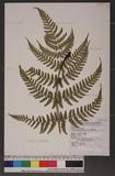 Dryopteris labordei (Christ) C. Chr. 