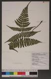 Dryopteris labordei (Christ) C. Chr. 