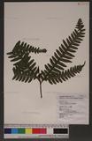 Pteris tokioi Masamune a