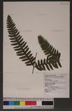 Pteris tokioi Masamune a