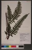 Pteris tokioi Masamune a